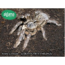 Araña Cornuda